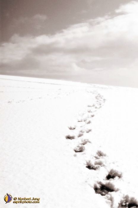 Nom de l'image : D1112164-nef-01sep_(c)Norbert-JUNG — Description :